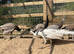 Mixture of different coloured peafowl