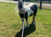 Selling my girl called lady
