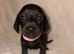 KC Registered Miniature Dachshunds