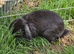 Female mini lop
