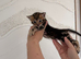 BENGAL KITTENS LOOKING FOR FOREVER HOMES