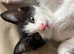 1 beautiful black and white girl available now