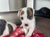 Jack Russell pup
