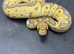 CB25 cypress leopard hypo clown male