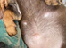 2 beautiful Dachshund READY NOW!