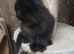Fluffy rescue kitten
