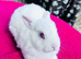 Netherland dwarf