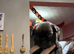 Pug cross