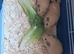 BABY CALIFORNIAN GUINEA PIGS