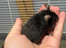 Really friendly fluffy black male with full set up
