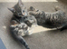 Kittens for sale