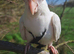 Cockatiel