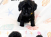 Stunning yorkiepoo puppies