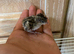 Californian quail chicks