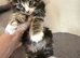 Beautiful Maine coone/British shorthair