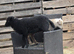 Registered Ouessant ewes with lambs at foot