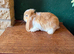 1 Pure French Lop Doe Left