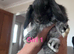 Pure healthy mini lop kits(Stunning)