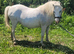 Broodmare.