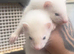 1 black eyed white hob & 1 albino hob