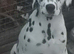 New litter of Dalmatian pups