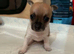 3 beautiful puppies