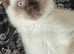 Gorgeous white and chocolate colourpoint male with icy blue eyes