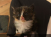 6 Adorable Kittens for Sale!