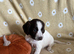 Springer spaniel pups