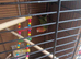 Male lovebird