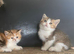 Adorable TICA Registered Munchkin Kittens