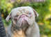 Simba Pinkster Ping Pug Stud. Has produced fantastic litters