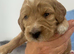 Beautiful mini Goldendoodle s