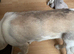 Female Akita