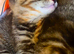 Last Tabby Kitten available