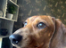 Female dachshund red dapple