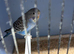 6 month old blue split for black wing budgie