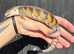 Northern Blue Tongue Skink babies