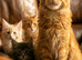 Pedigree Maine Coon