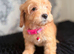 Adorable puppies