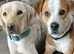 STUNNING PUPPIES LOOKING FOR FOREVER HOMES