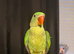 Selling baby handreared alexandrine