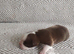 Gorgeous KC reg Boston terrier pups