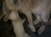 Siamese kitten