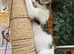 ADORABLE MALE KITTEN READY NOW