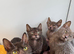 Lykoi kittens