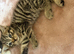 Beautiful kittens 8 weeks