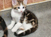 Gorgeous kittens available