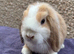 Baby mini lops looking for new home
