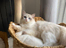 Ragdoll kittens
